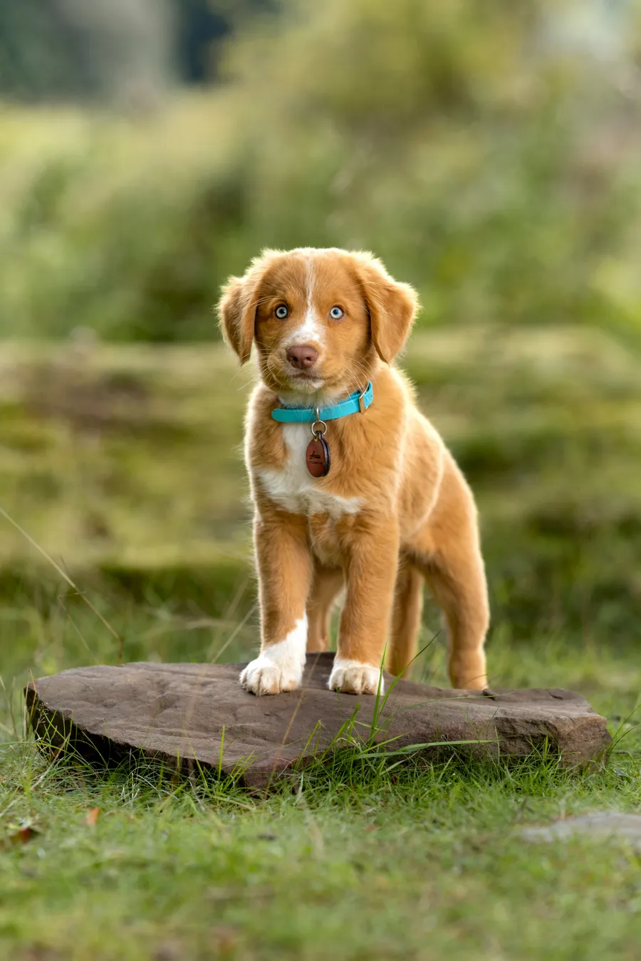 Qen retriever në natyrë