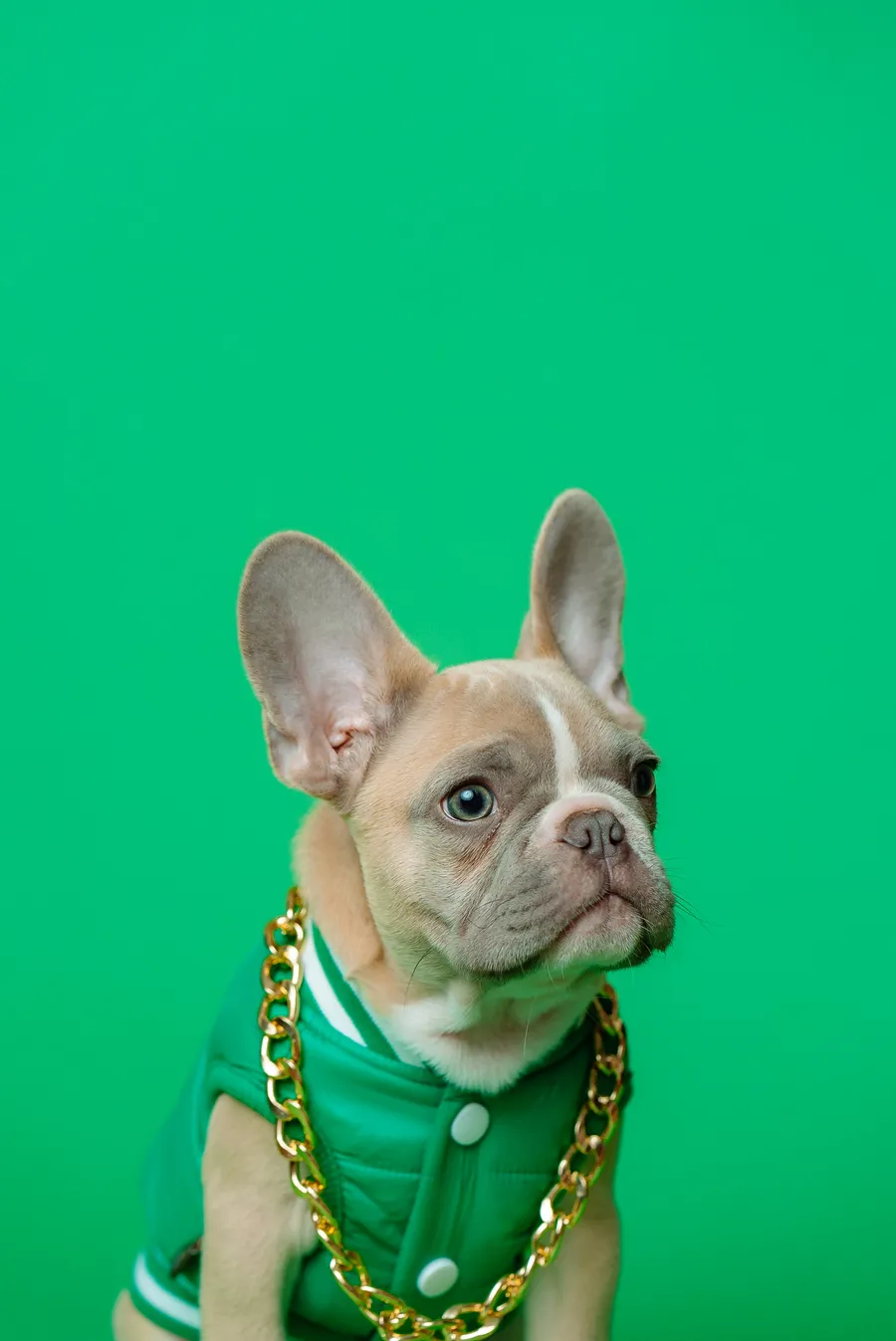Portret bulldogu francez në sfond të gjelbër