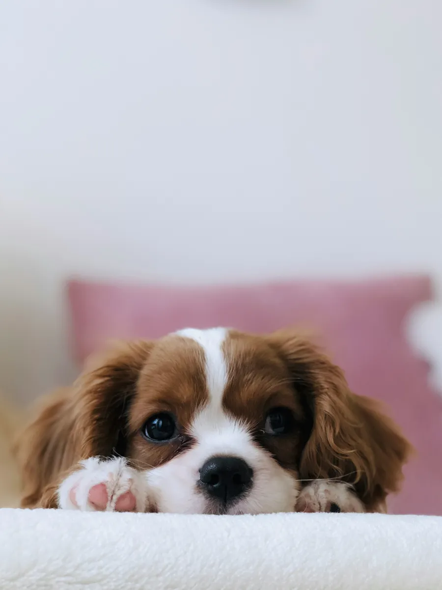 Portret i një qeni spaniel